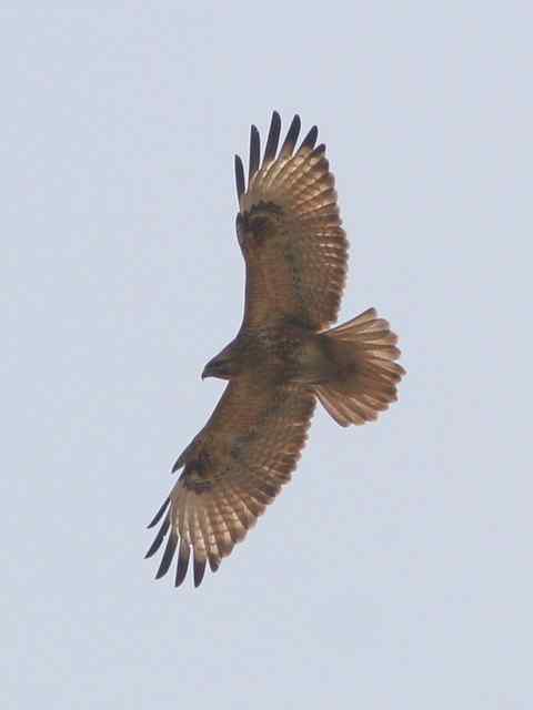 鵟“劈”蓝天 威风的猛禽