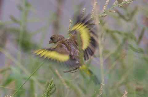 草丛中的小不点 金翅雀