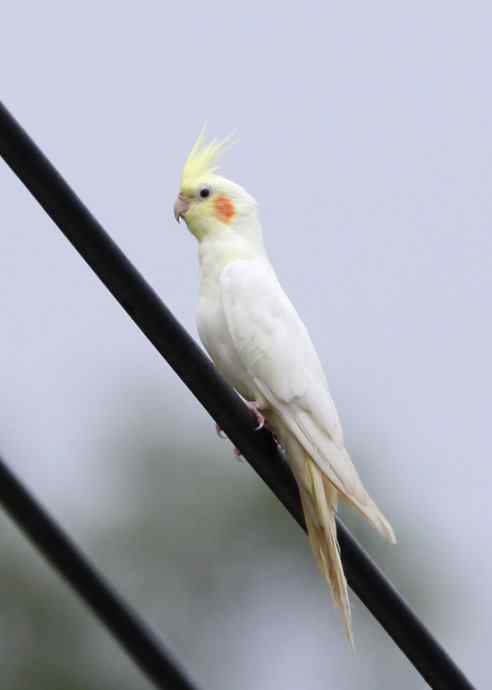 一个小妖怪 雪白的妖怪