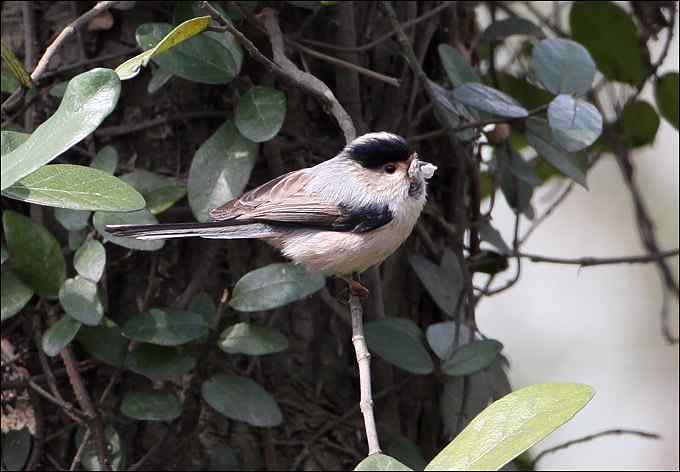 过瘾！银喉长尾山雀