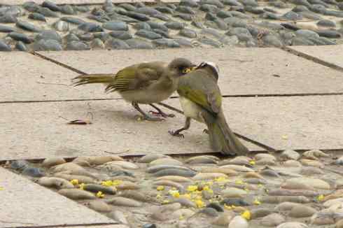 没想到我的小dc也能拍鸟 白头翁