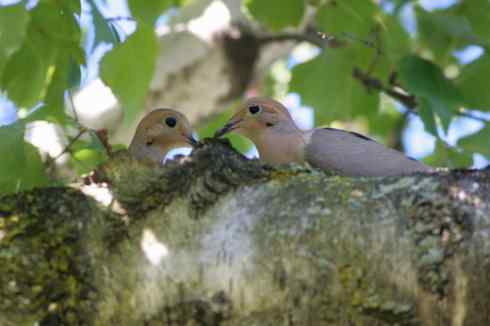 在美国拍了20多种鸟