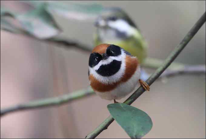 拍鸟，是我的逃避吗