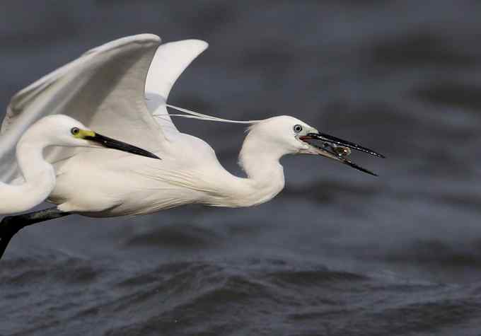 拍鸟的三种“流派”:鸟种派、艺术派、快乐派