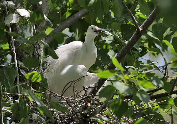 宁波大学拍鸟记 宁波大学拍鸟记