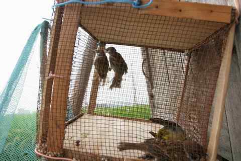 稻田上空布罗网　飞鸟到此皆折翅