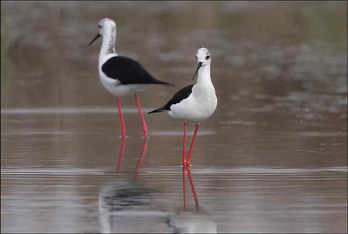 鸟越来越难拍了