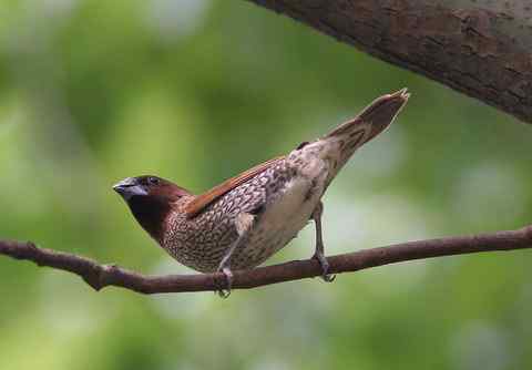 斑文鸟吃的竟是狗屎!