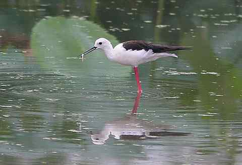 魔鬼身材的黑翅长脚鹬