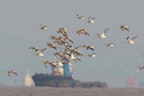 白腰杓鹬,今天的新鸟种