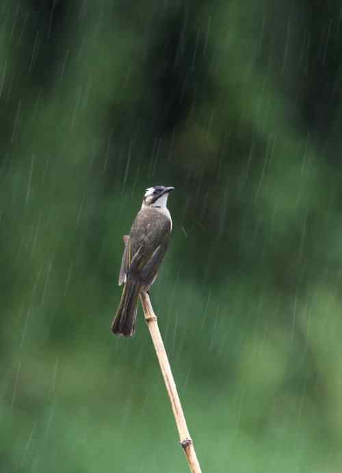 一只翠鸟站在台风“莫拉克”带来的风雨中
