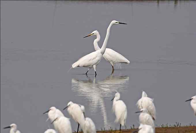 鸟越来越难拍了 鸟越来越难拍了