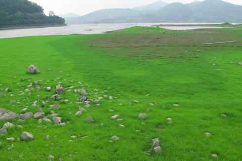 灰头麦鸡,又是 “全球性近危”! 灰头麦鸡,又是 “全球性近危”!