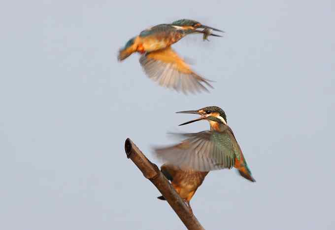 小翠鸟争鱼 摄影师拍鸟最富戏剧性的一瞬间 小翠鸟争鱼 摄影师拍鸟最富戏剧性的一瞬间