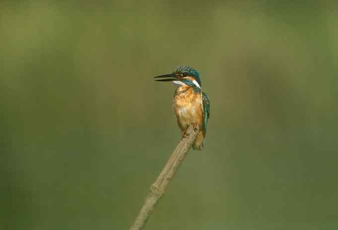小小翠鸟,哥俩好,真可爱 小小翠鸟,哥俩好,真可爱