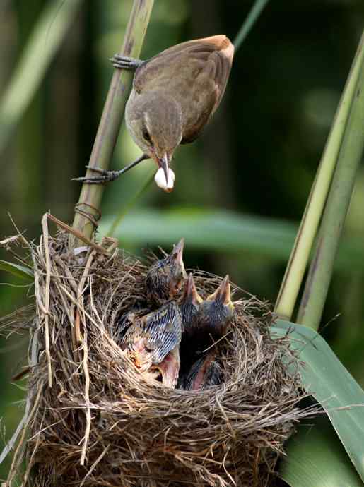 请注意小鸟的屁股！