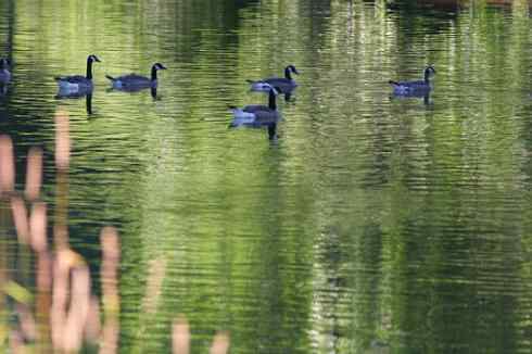 在美国拍了20多种鸟