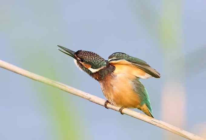 菜鸟，全是菜鸟