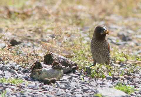 斑文鸟吃的竟是狗屎！