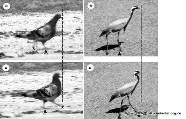鸟走路为什么脖子一顿一顿？