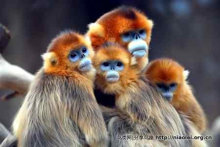 30张美丽动物摄影图片