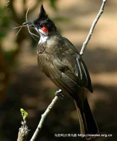 图说新加坡纸币:鸟币