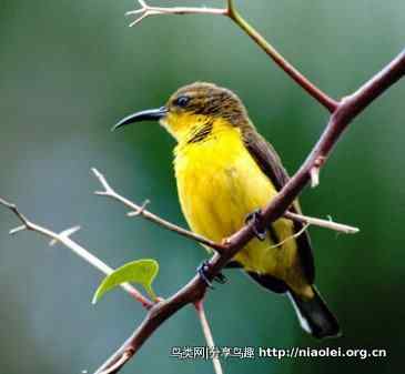 图说新加坡纸币:鸟币