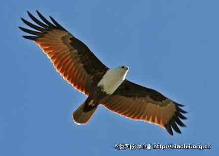 图说新加坡纸币:鸟币