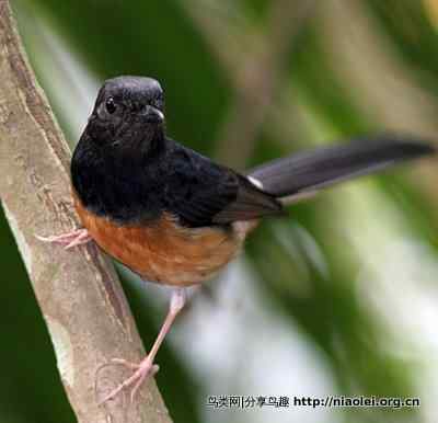 图说新加坡纸币:鸟币