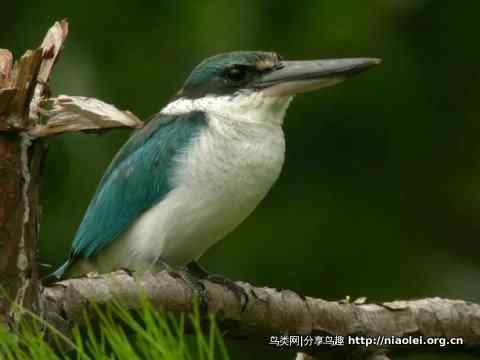 图说新加坡纸币:鸟币