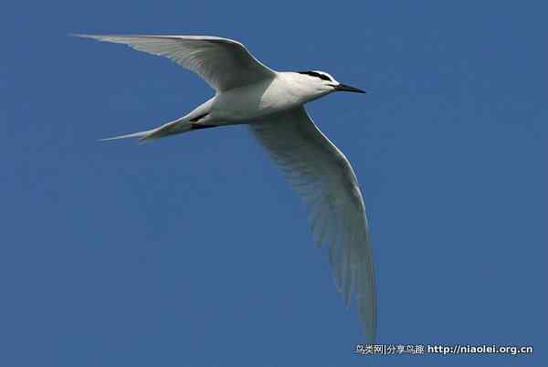 图说新加坡纸币:鸟币