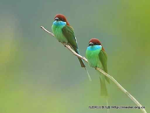 图说新加坡纸币:鸟币