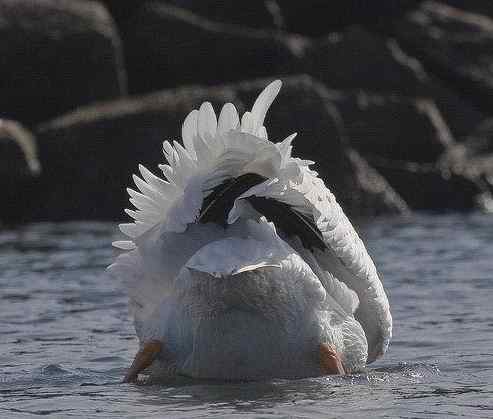 动物界十大经典屁股