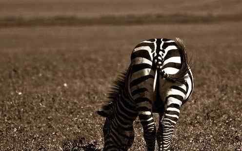 动物界十大经典屁股