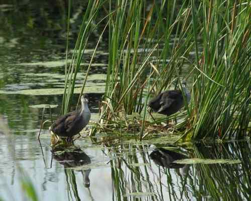 观鸟－－骨顶鸡