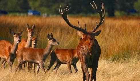 动物界十大经典屁股