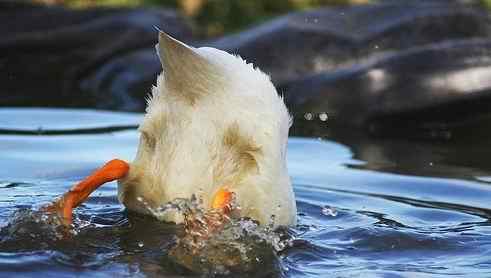 动物界十大经典屁股