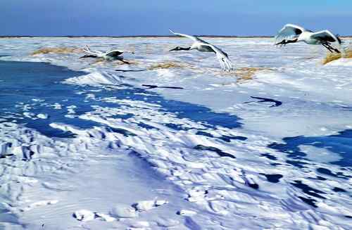 冬天的鹤——冰天雪地的丹顶鹤