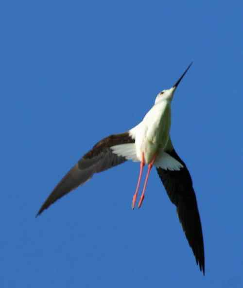 观鸟－－黑翅长腿鹬