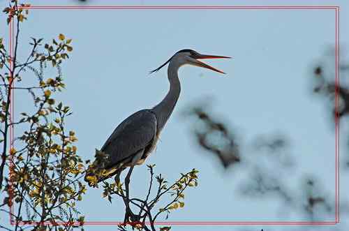 黑龙江省有座鹭鸶岛
