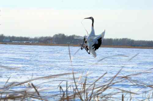 在扎龙拍摄丹顶鹤——雪地起舞