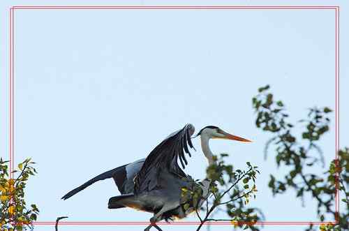 黑龙江省有座鹭鸶岛