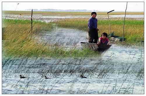 拍鸟——不惧鸟网