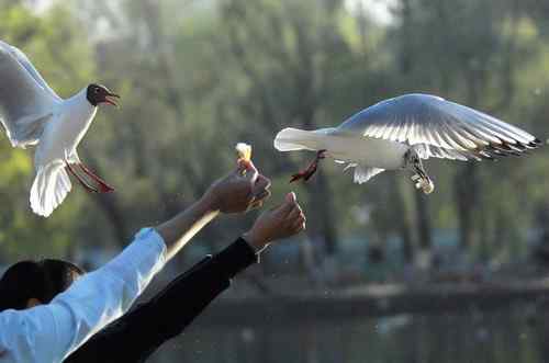 昆明翠湖公园拍鸟——海鸥