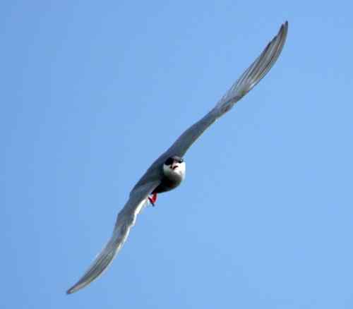 观鸟－－须浮鸥