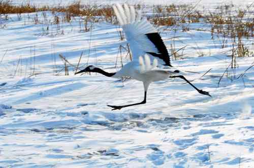 在扎龙拍摄丹顶鹤——雪地起舞