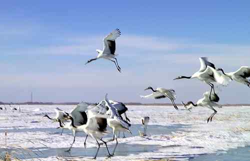 冬天的鹤——扎龙拍摄的丹顶鹤