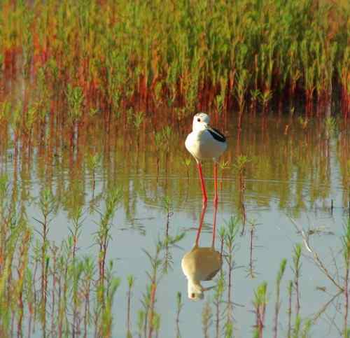 观鸟－－黑翅长腿鹬