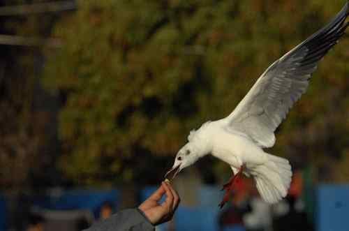 昆明翠湖公园拍鸟——海鸥