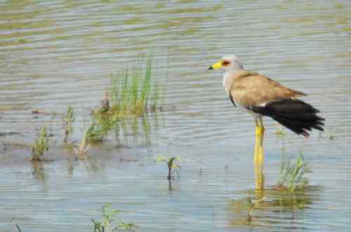 观鸟－－灰头麦鸡